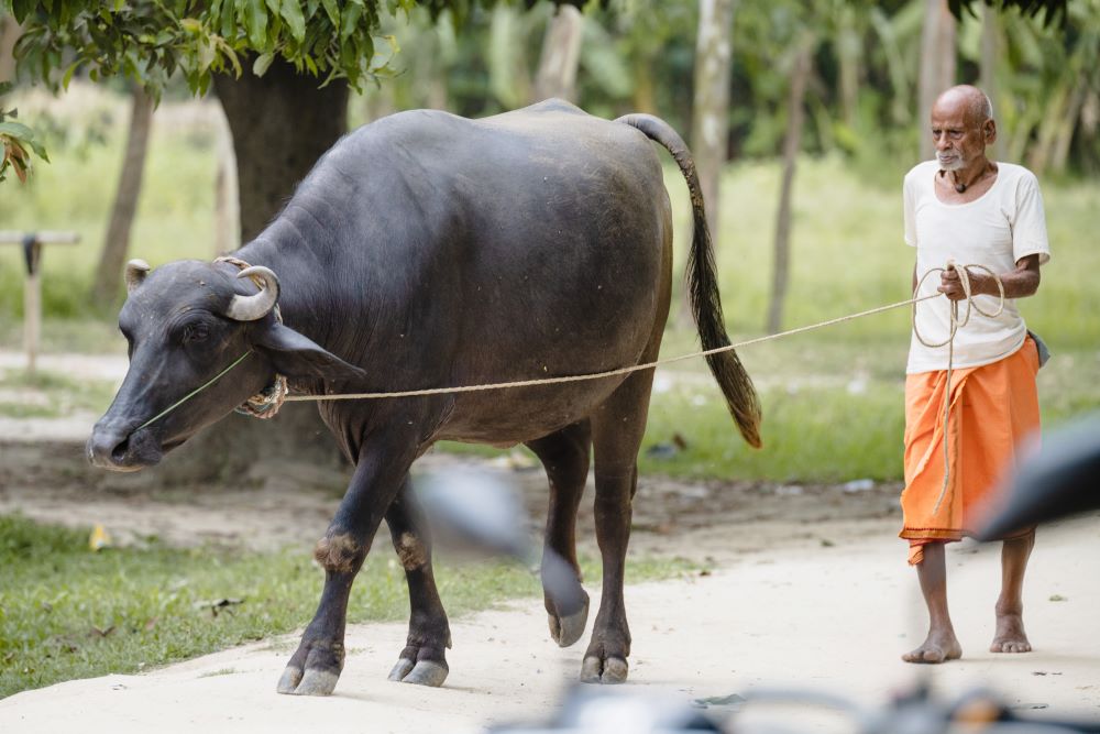 Hindu extremists sometimes accuse Christians of slaughtering cows, which are sacred in Hindu culture.